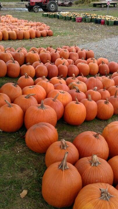 Hi- Berry Farm