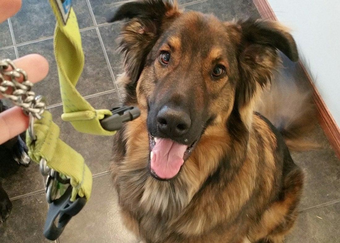 Airdrie Puppy Pals