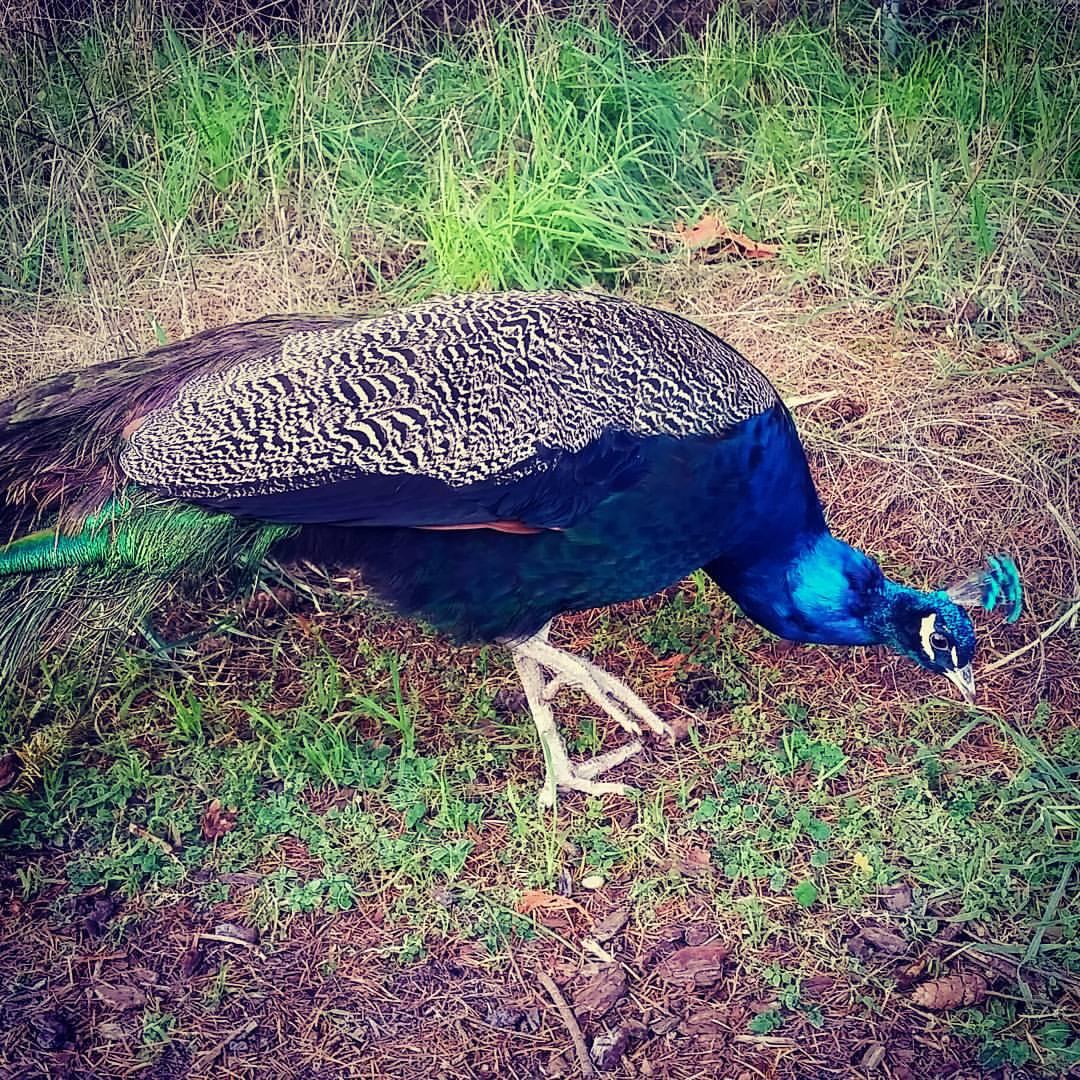 Cambridge Elementary School