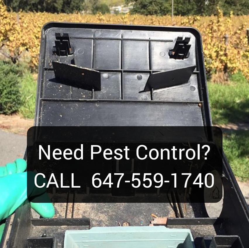Pest Control Brampton Exterminator
