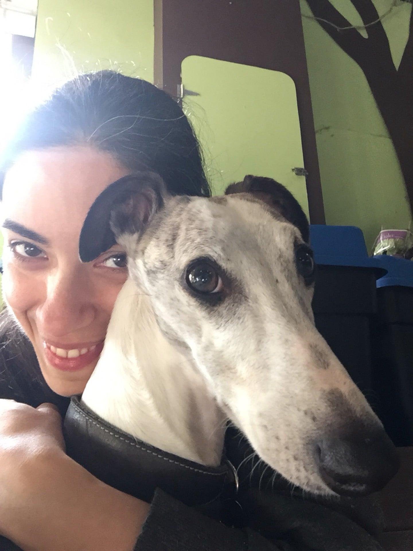 Canine Concierge Dog Daycare