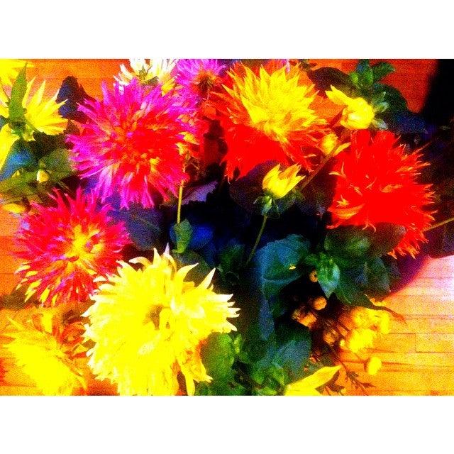 Fleurtiste Lotus Blanc