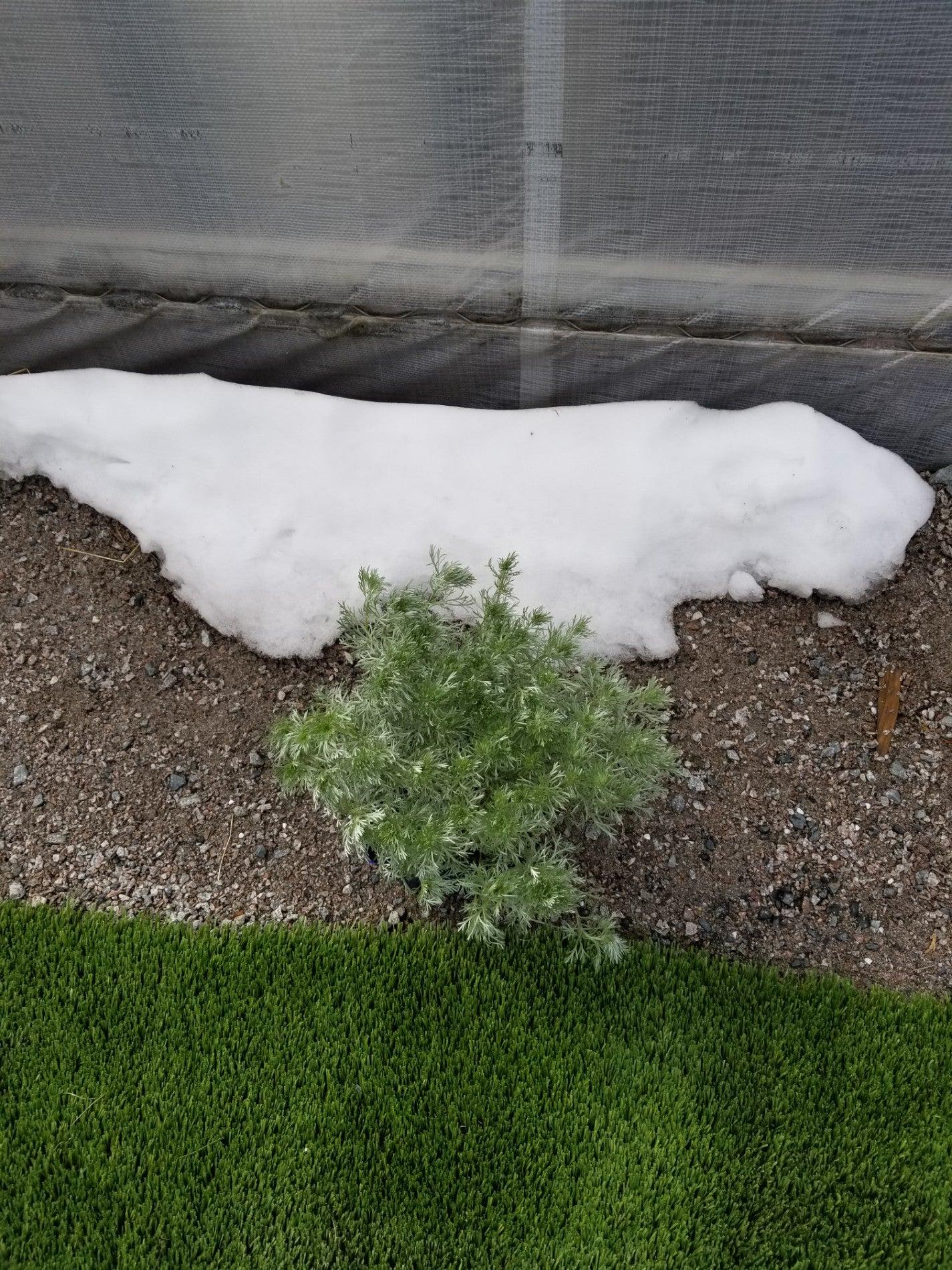 Boreal Garden Centre