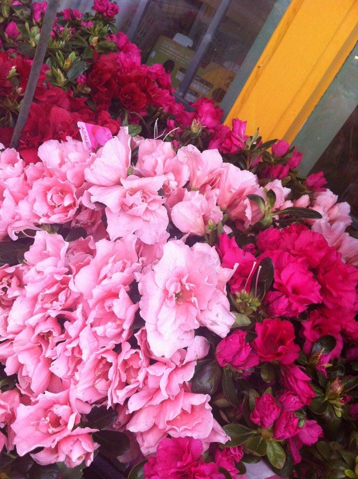 Yang's Fruits Market