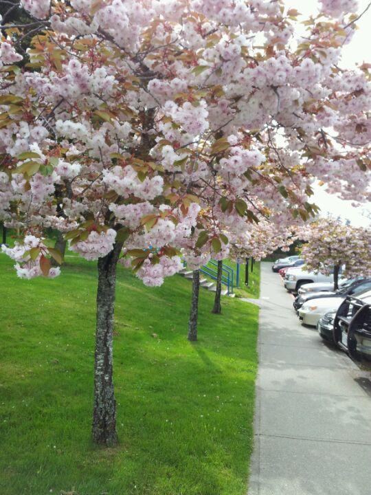 Camosun College - All Campuses
