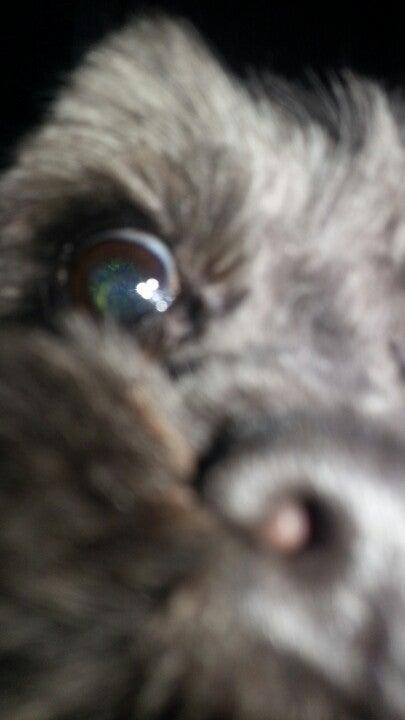 Glamour Paws Grooming Academy