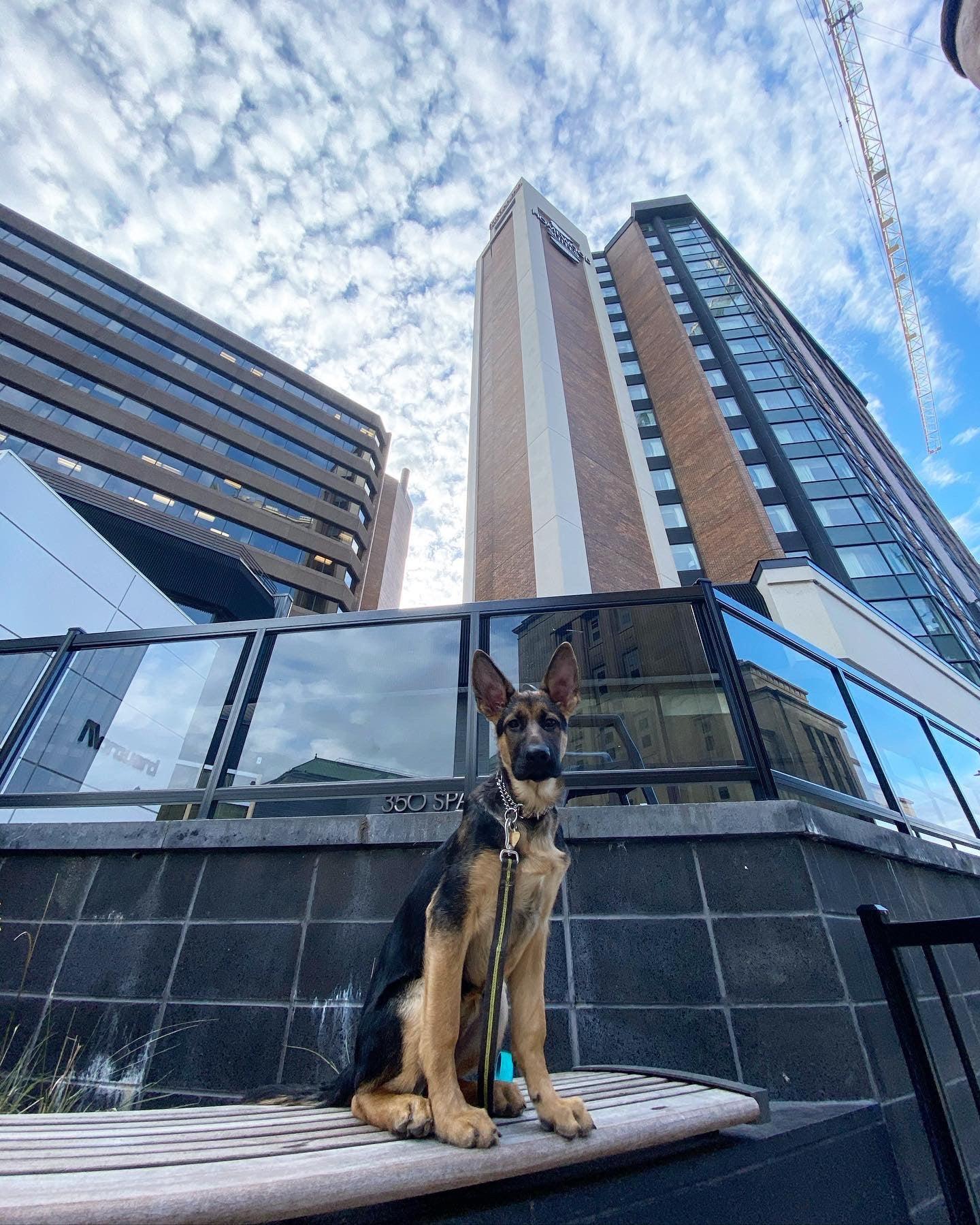 Homewood Suites by Hilton Ottawa Downtown