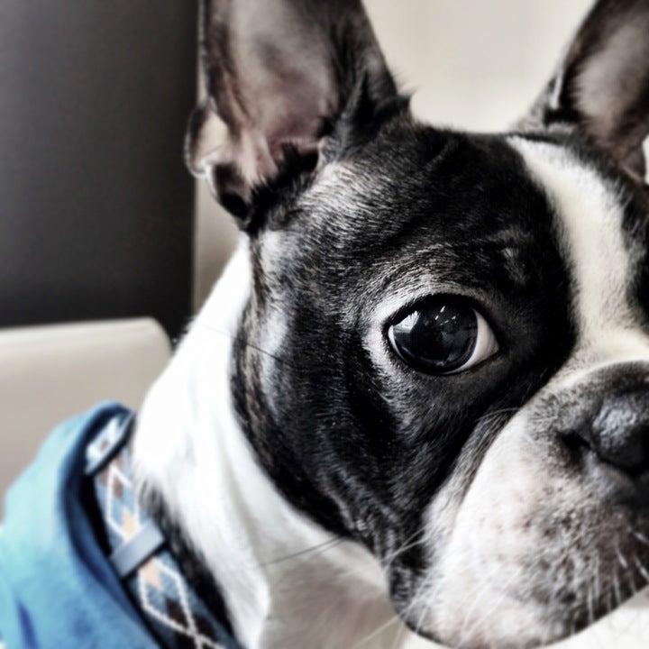 Cullenwebb Animal Eye Specialists