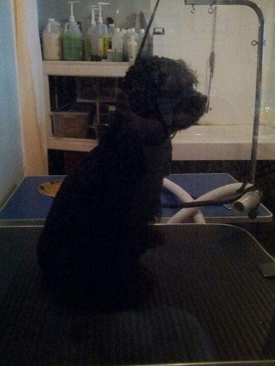 A Furry Affair Grooming Services