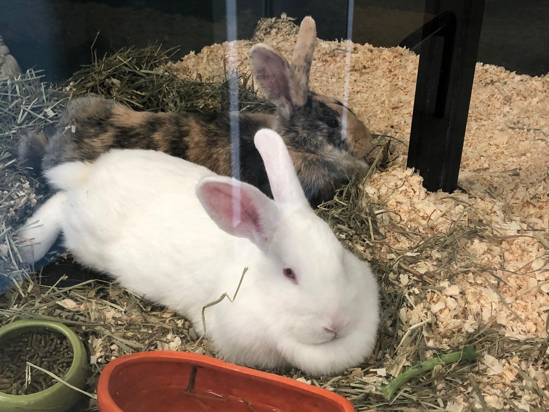 Mississauga Animal Svc