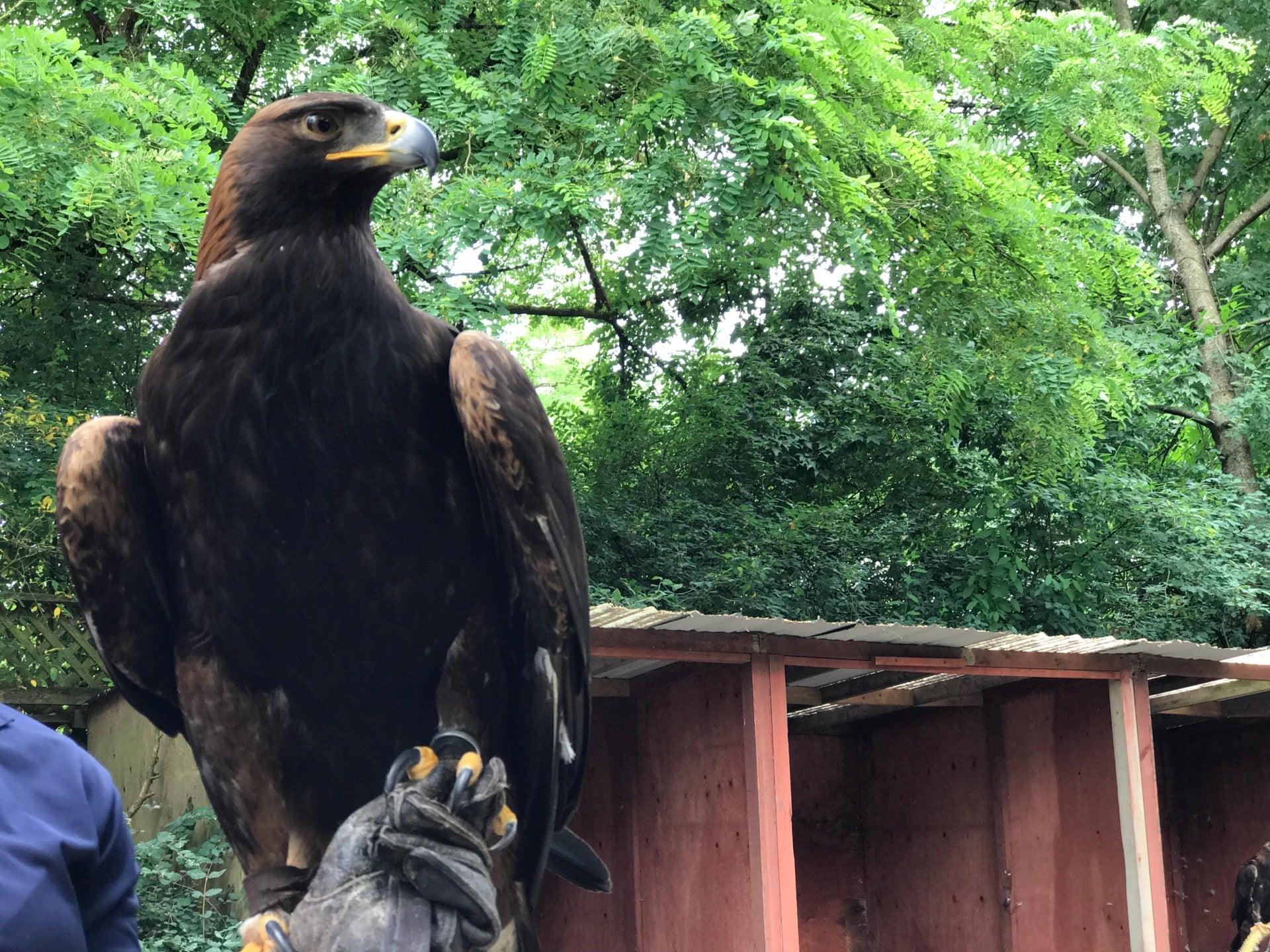 Pacific Northwest Raptors