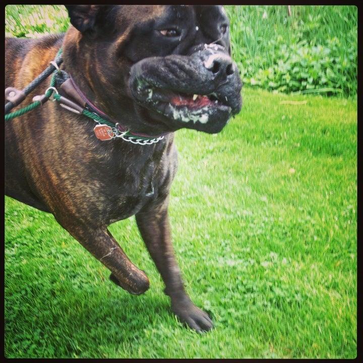 Escarpment Pet Retreat