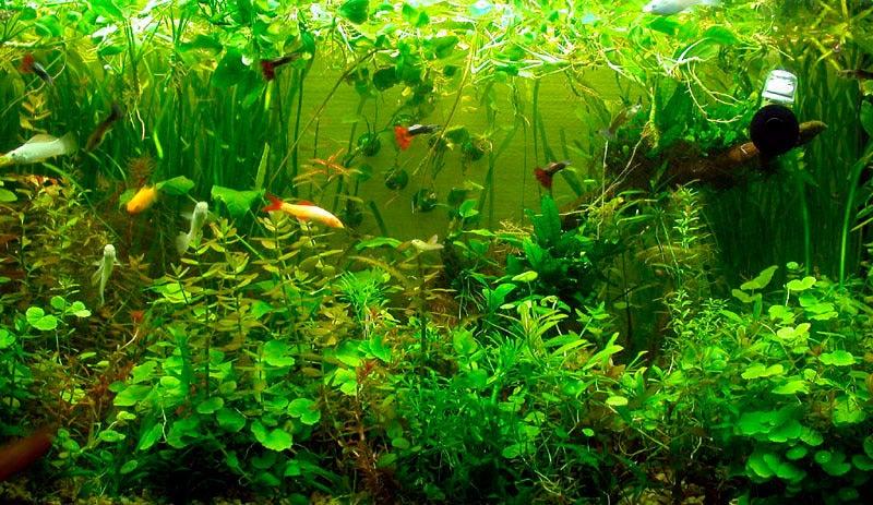 Volker's Aquarium Supplies