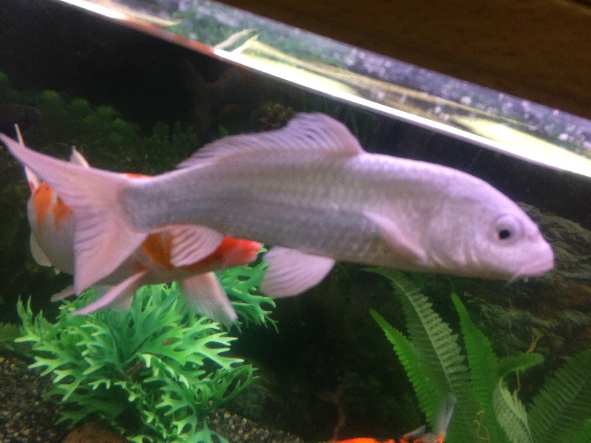 TD Financial Planner