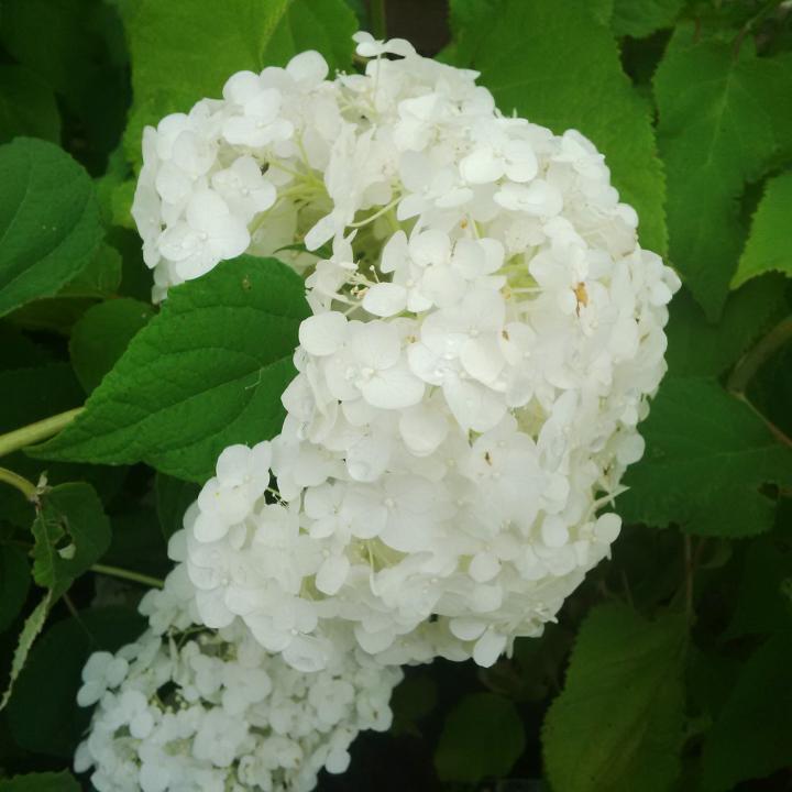 St Jacobs Country Gardens