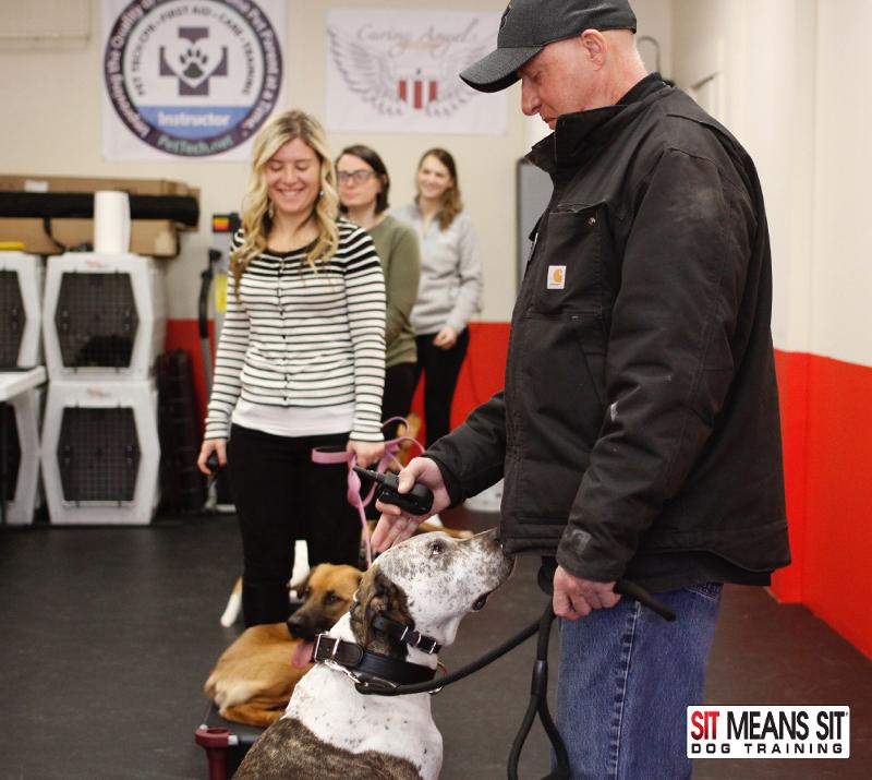 Sit Means Sit Dog Training of Connecticut & Westchester