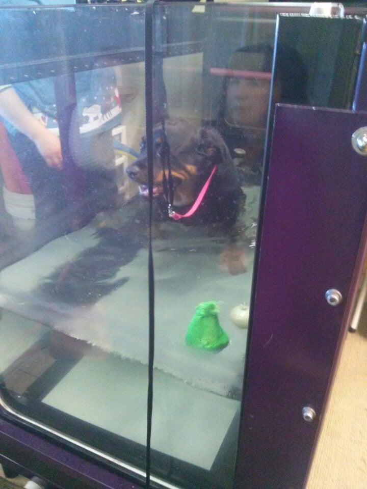 The Canine Fitness Centre