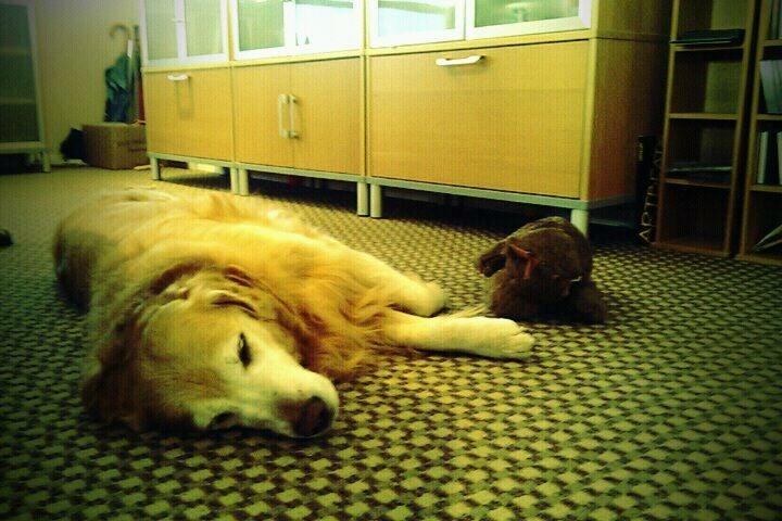 Holy Cow Communication Design