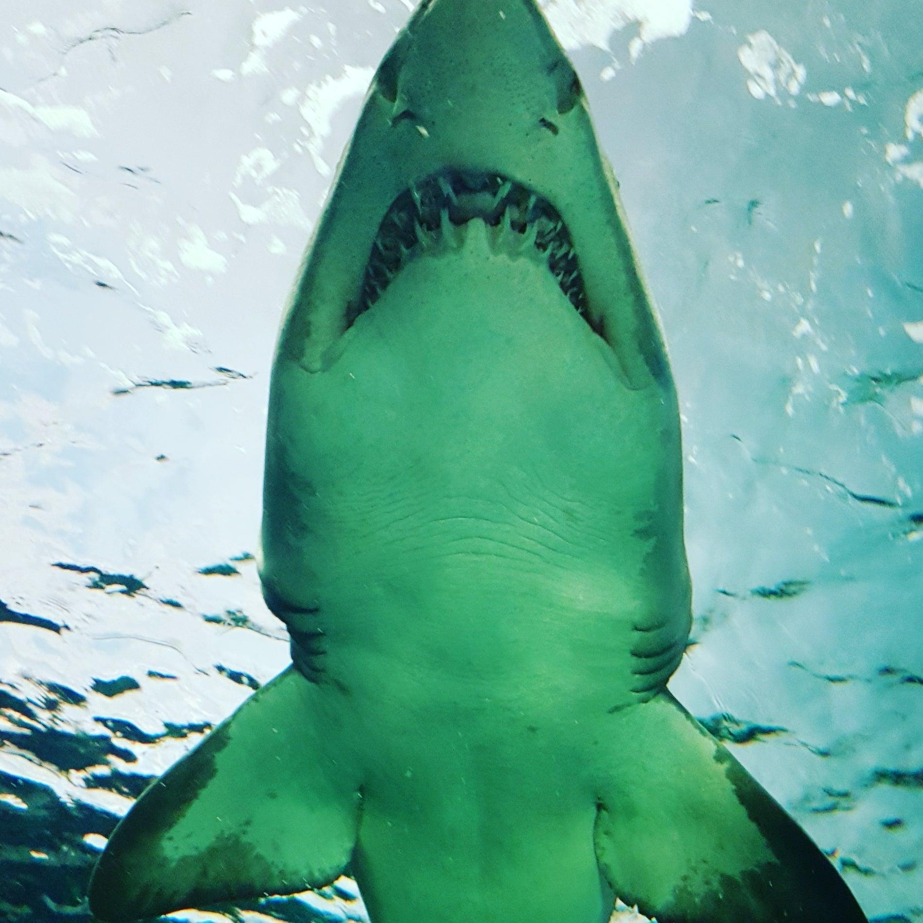 Niagara Fails Centre For the Touristically Insane