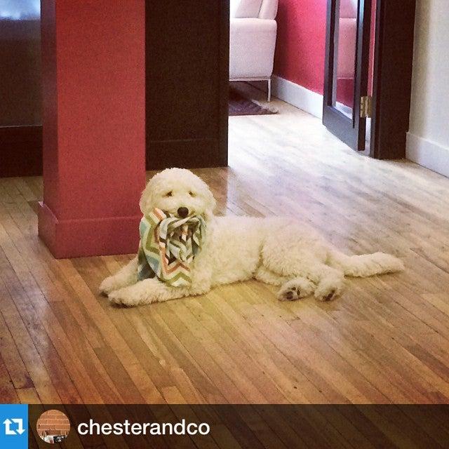 Chester Bay Dog Chalet