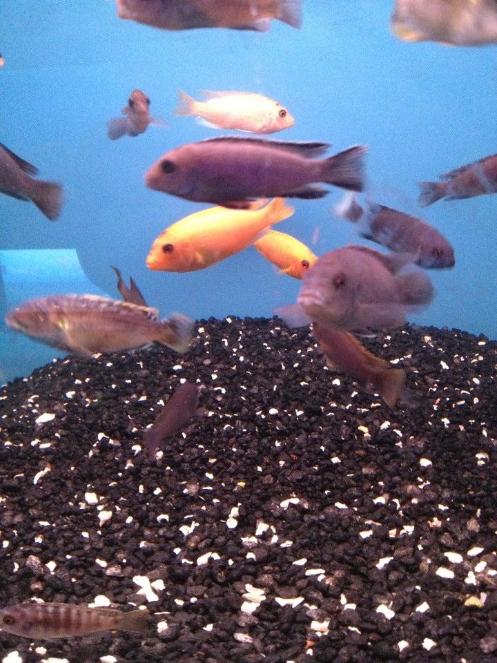 Big Al's Aquarium Services