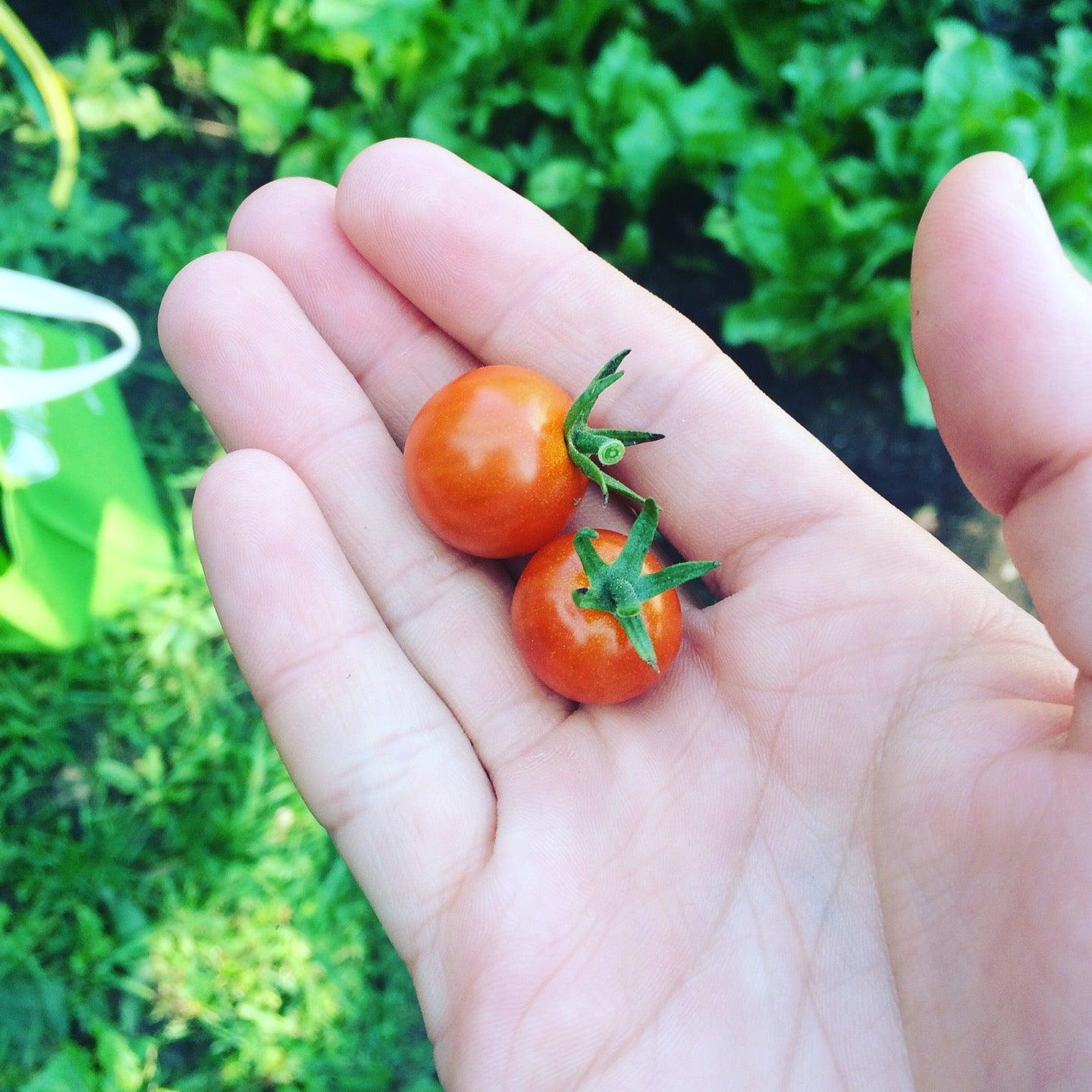 Off-Bank Community Garden