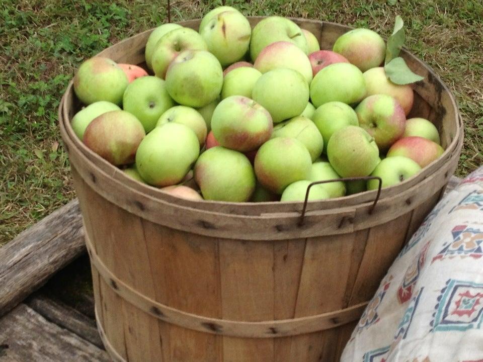 Log Cabin Orchard