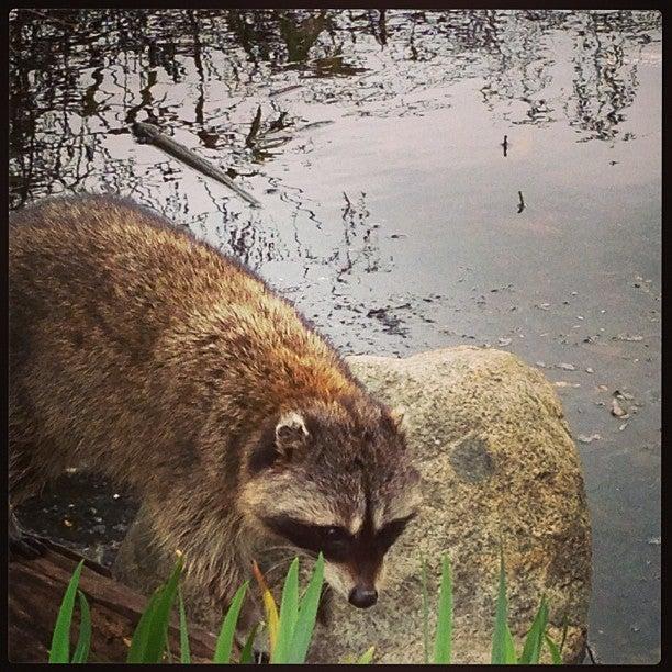 Lost Lagoon South on the Big Rock