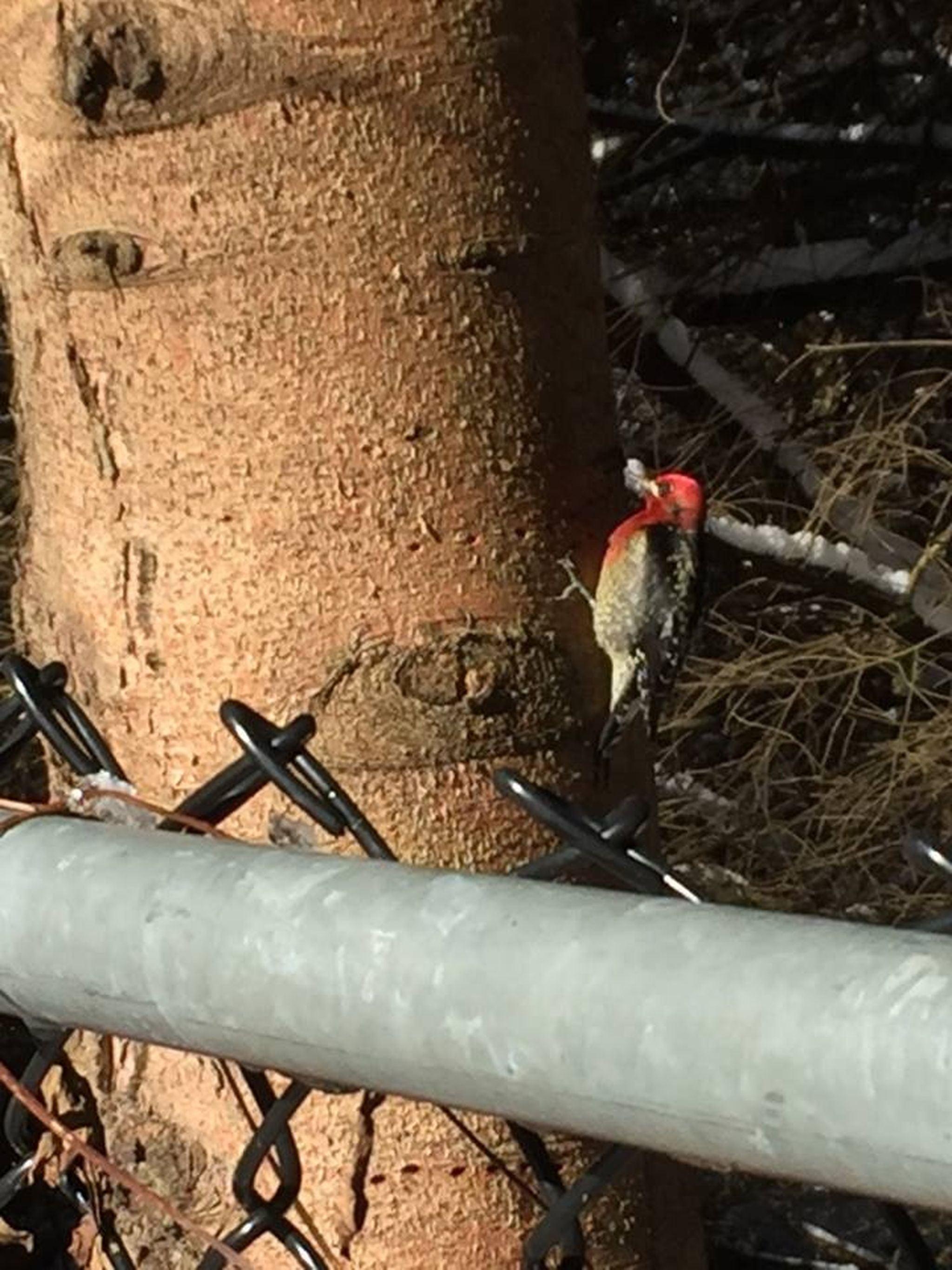 Woodridge Tree Consulting Arborists Ltd