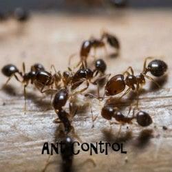 Gta Toronto Pest Control - Mississauga