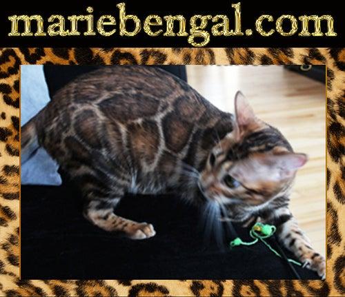 Marie Bengal