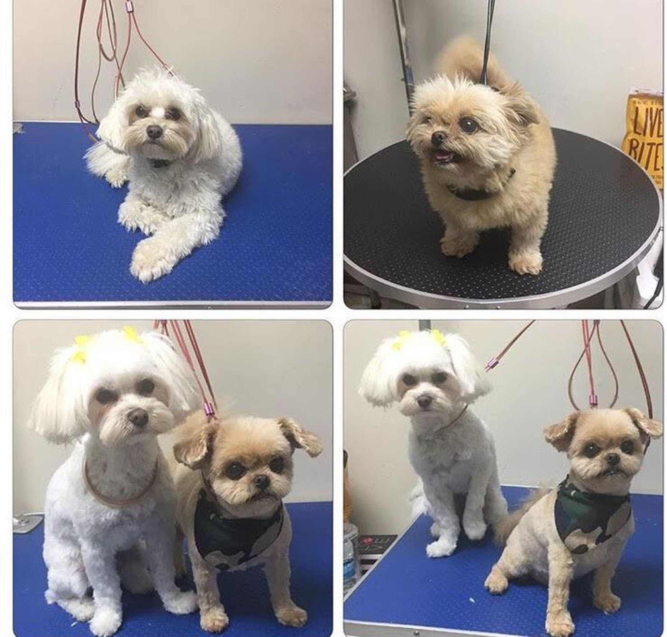 Adorable Pet Grooming