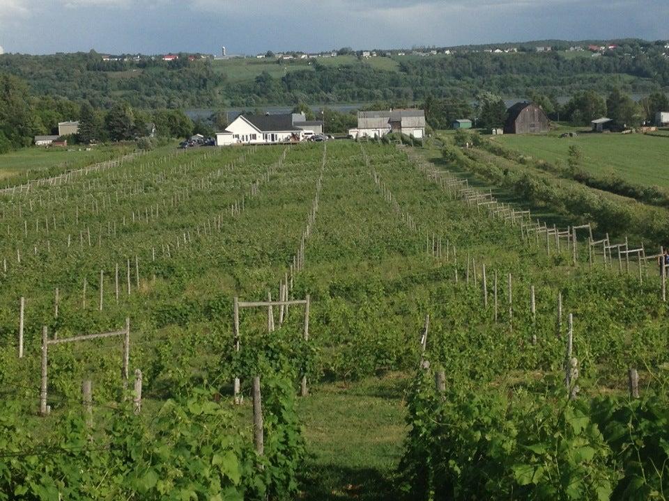 Domaine L'ange Gardien VGNBLS
