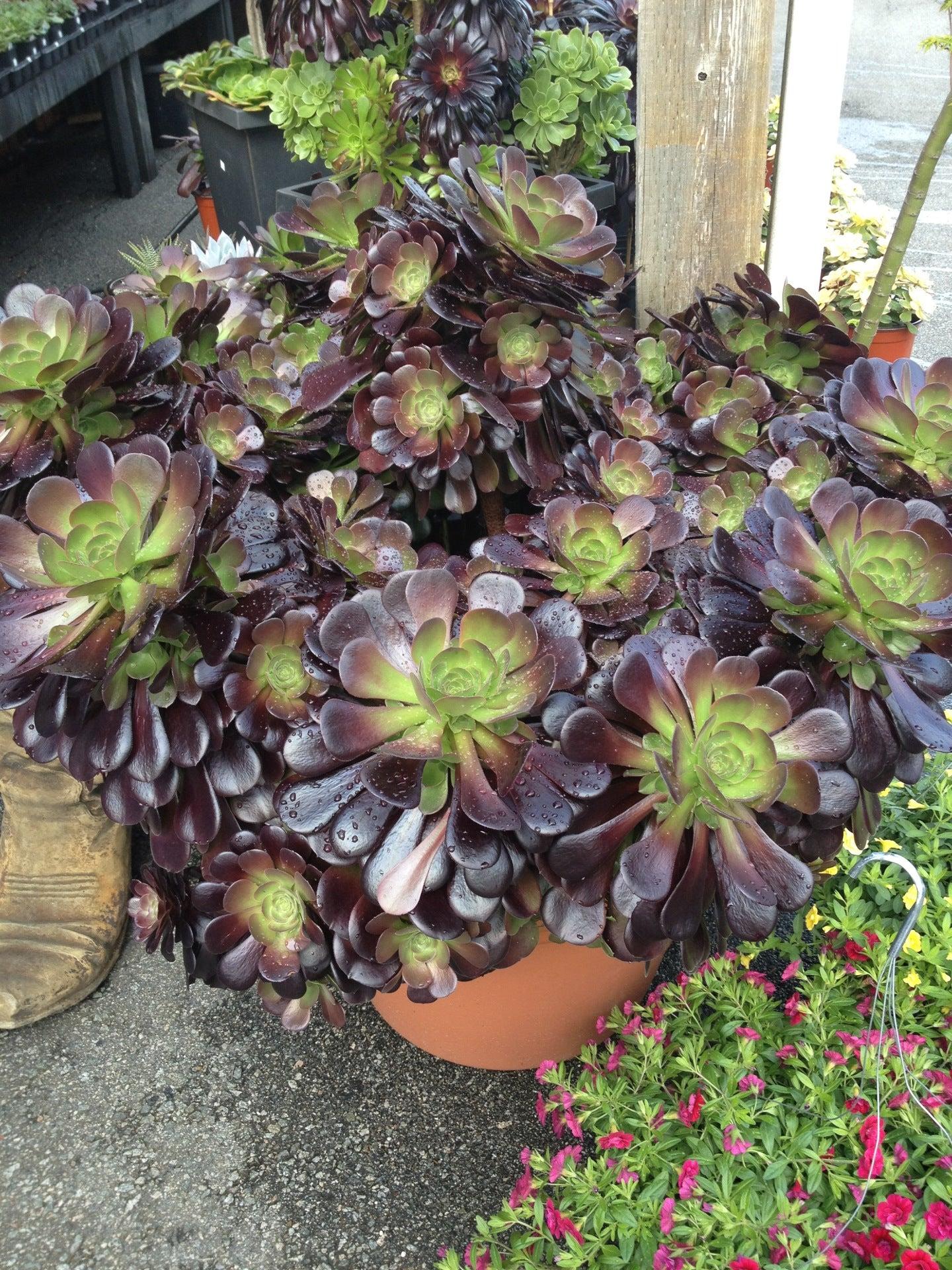 Western Independent Greenhouse