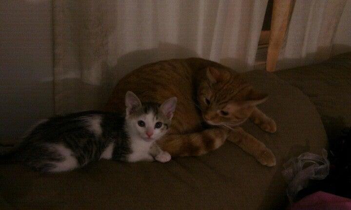 Le Royaume des Chats