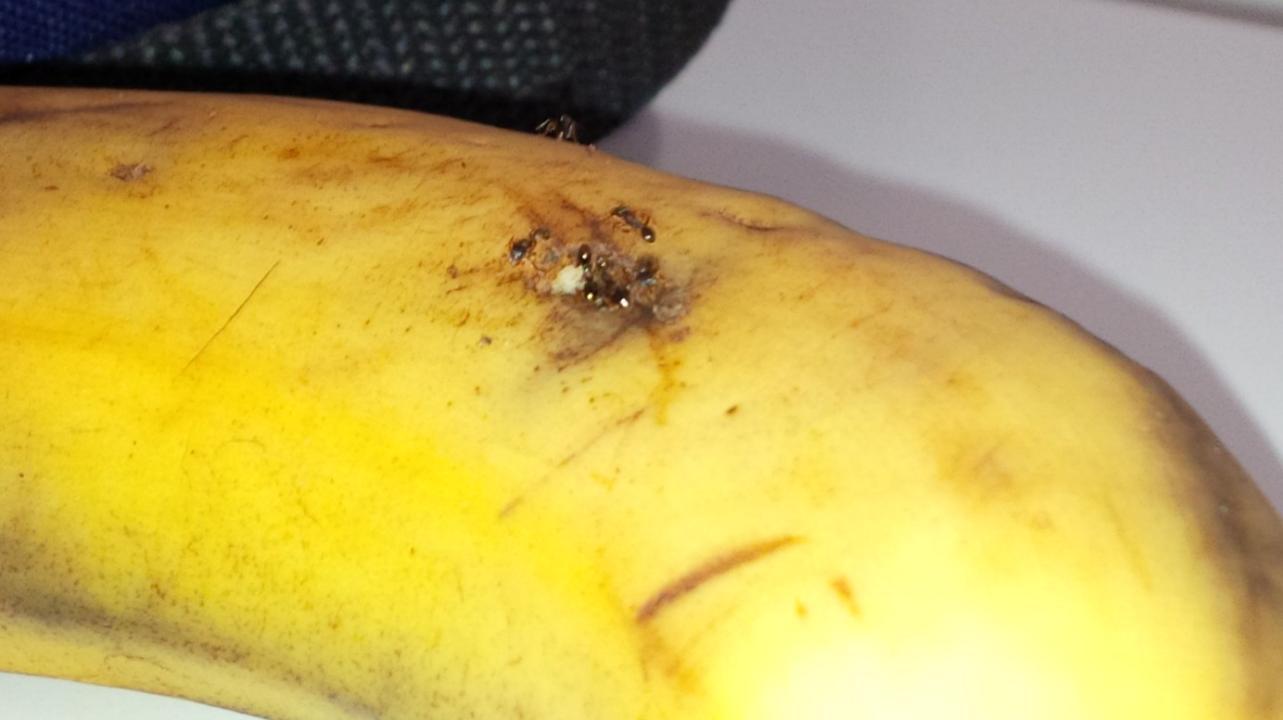 Boston Scientific Canada