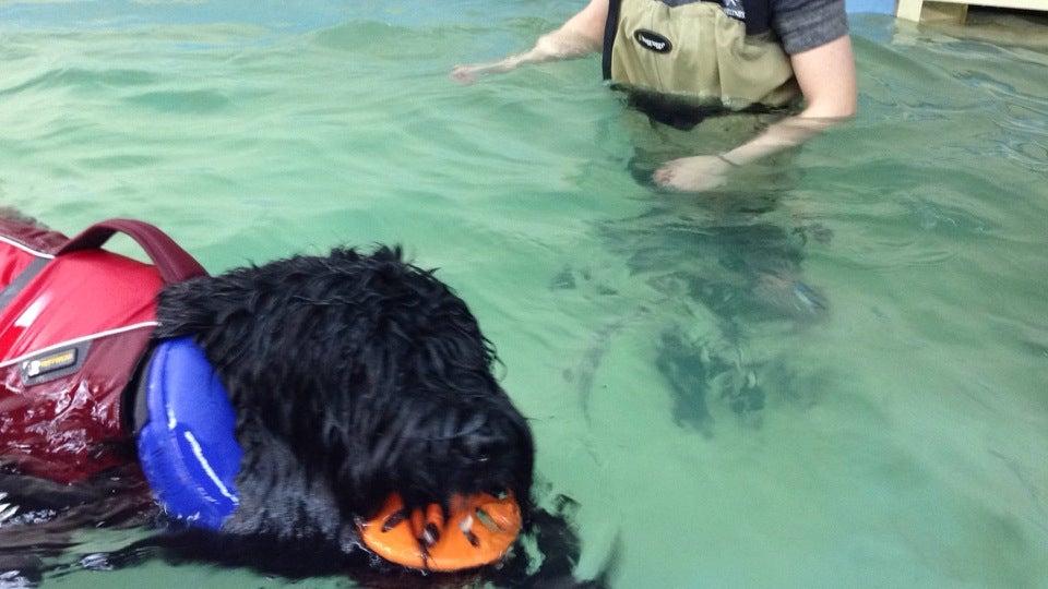 Canine Weliness Centre