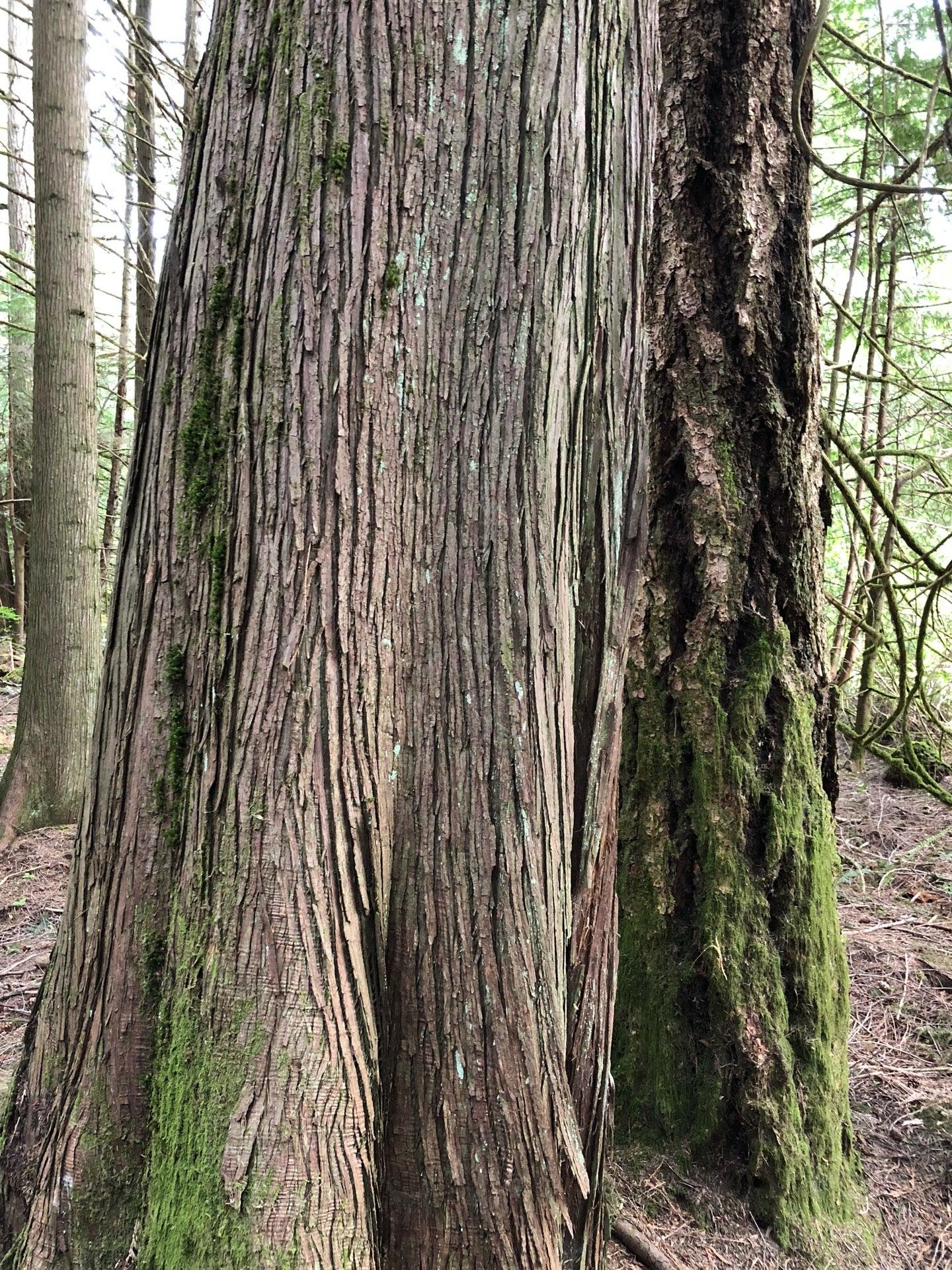 Big Qualicum Hatchery