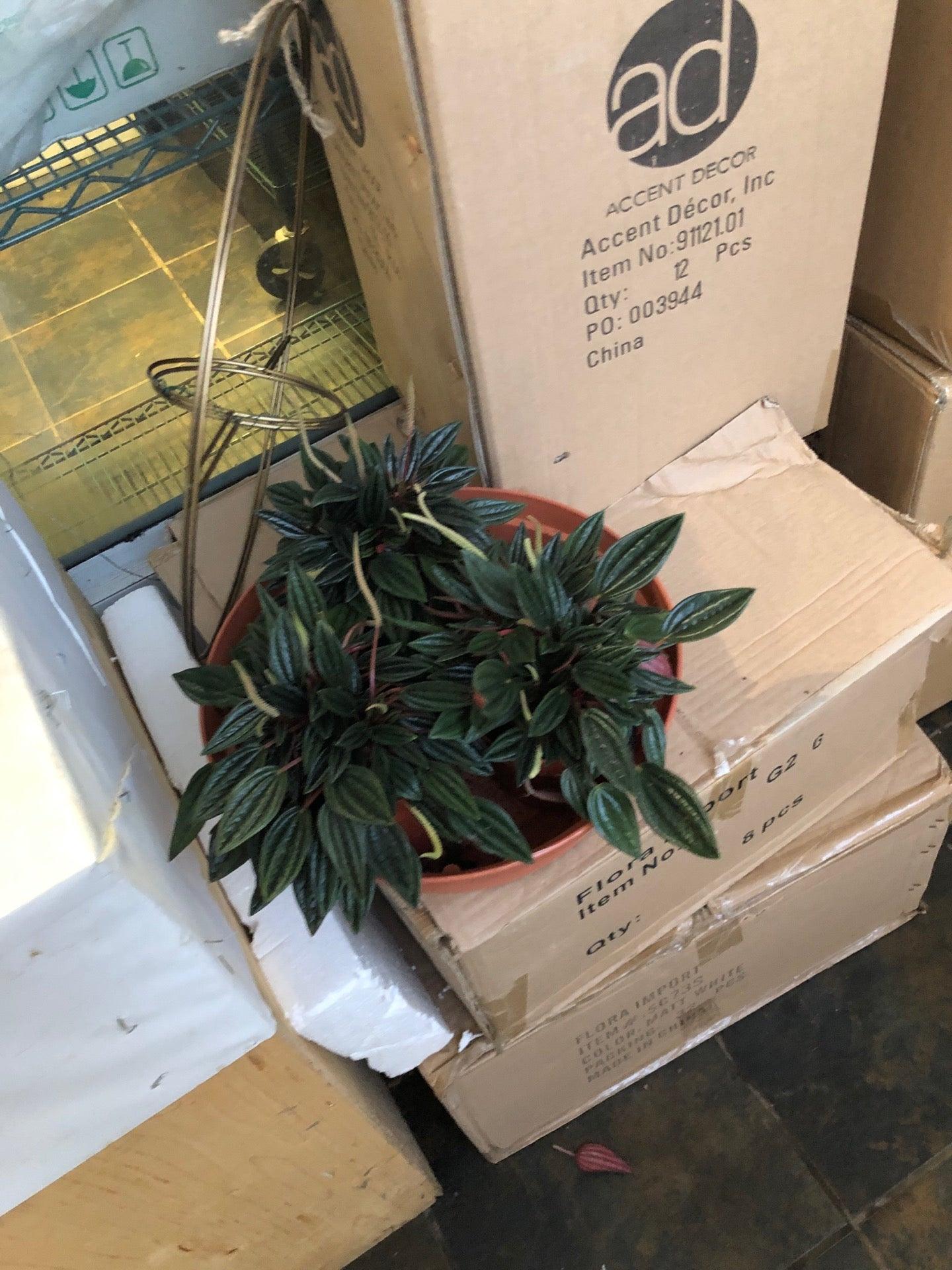 Fleurs des Jardins ENR