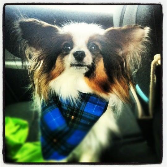 A Pooch Parlour Pet Grooming Salon