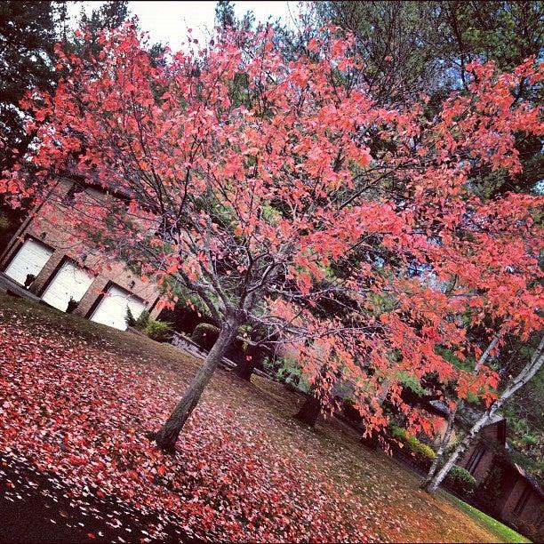 Elgin West Community Centre and Pool