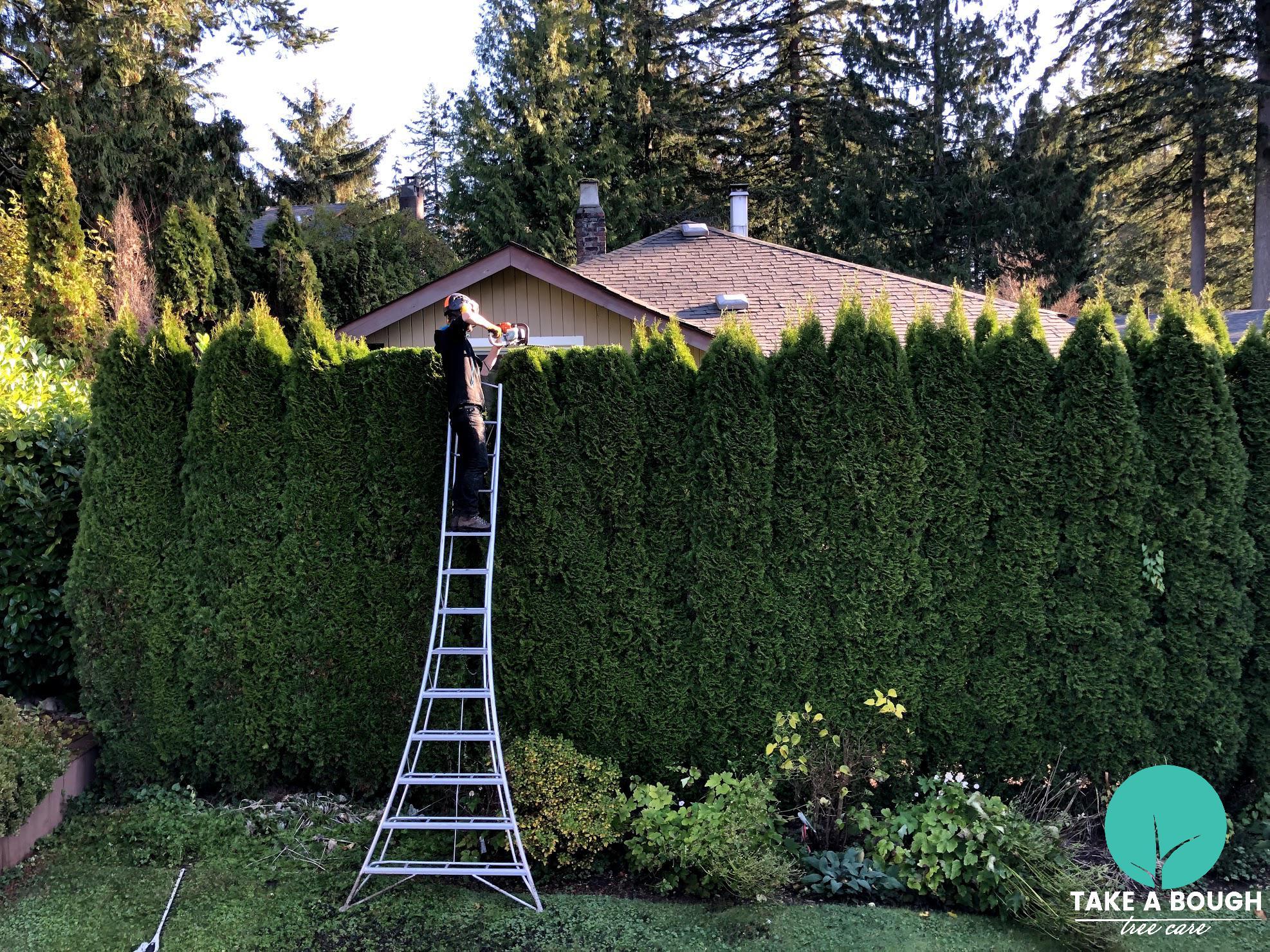 Take A Bough Tree Care