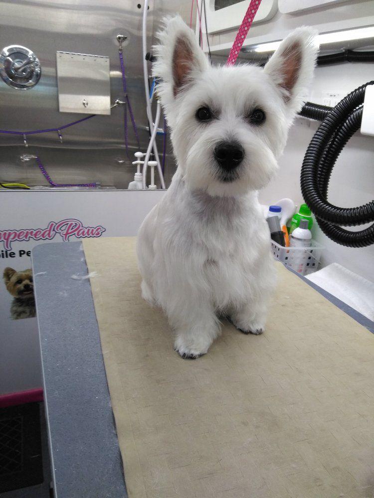 Pawsitively Pampered Mobile Pet Grooming