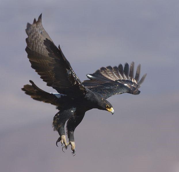 Black Eagle Insurance Services