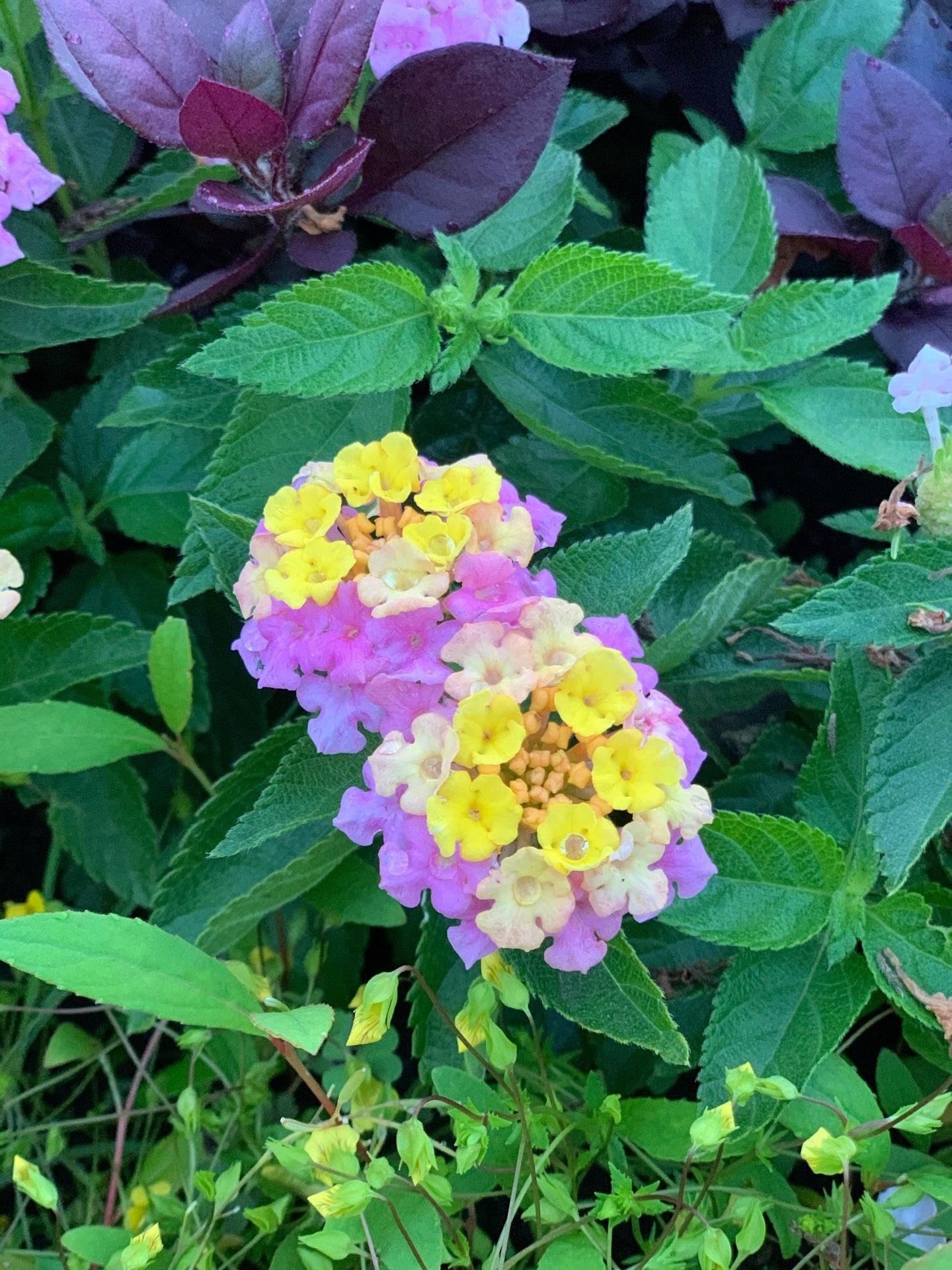 The Inspiration Garden