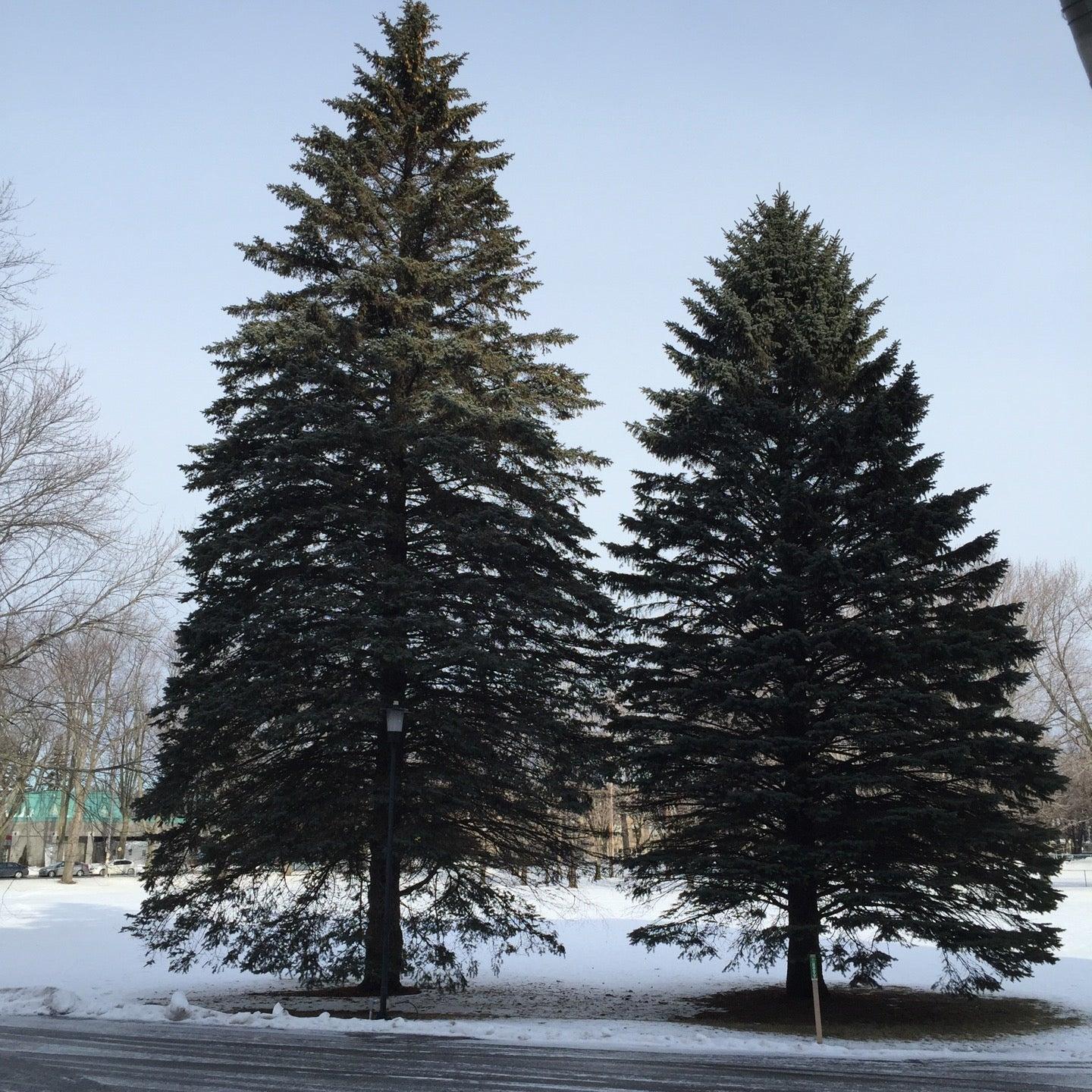 Bibliothèque Collège-des-Jésuites