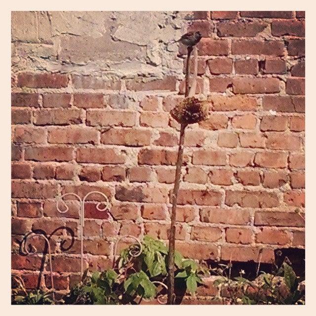 Green Space President Street