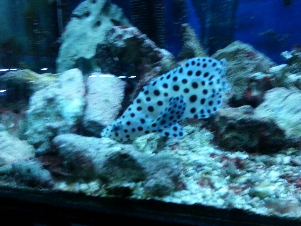 Faune Domestique Inc