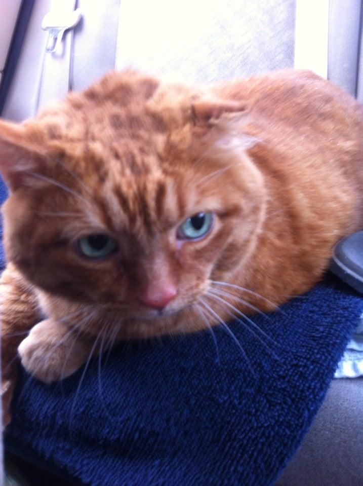 Hopital Veterinaire Daubigny