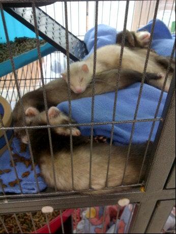 Petland